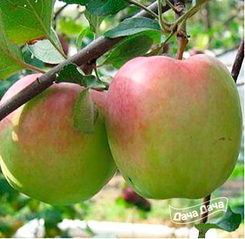 Яблоня зимняя красавица описание сорта и характеристики плодов с фото