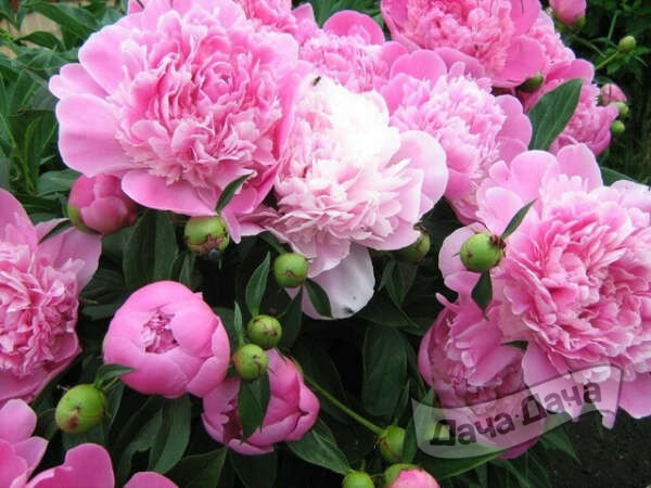 Как продлить цветение пионов