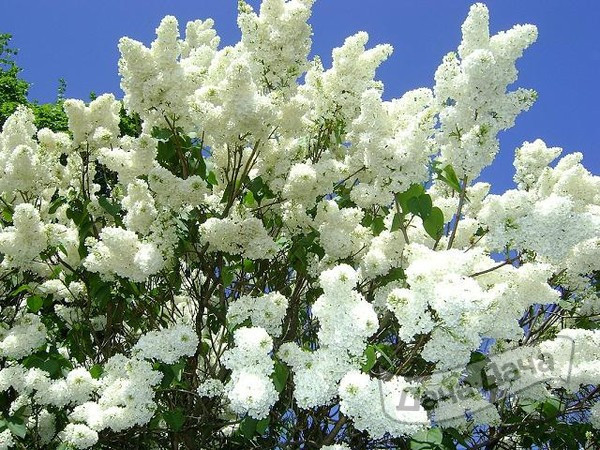 Сирень "Память о Колесникове": как вырастить    