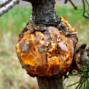 Смоляной рак.jpg180180cut