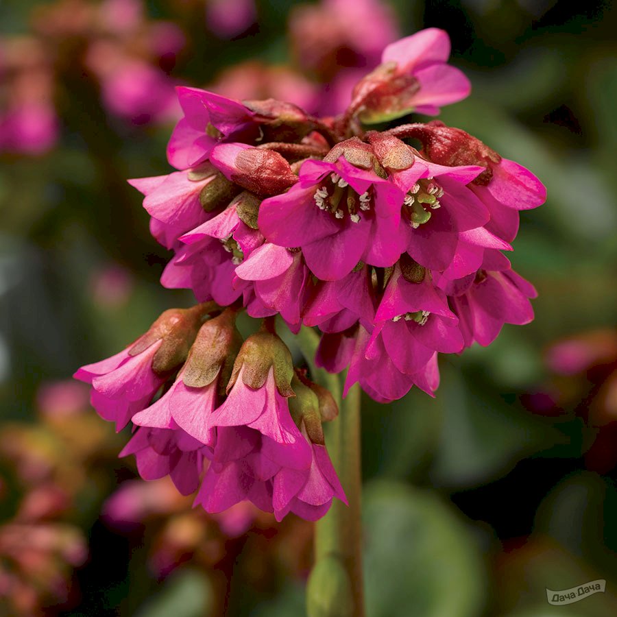 Бадан сердцелистный Шоишайн Роуз (Shoeshine Rose) (Bergenia cordifolia  Shoeshine Rose) - описание сорта, фото, саженцы, посадка, особенности  ухода. Дачная энциклопедия.