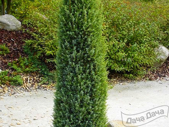 Можжевельник обыкновенный Арнольд