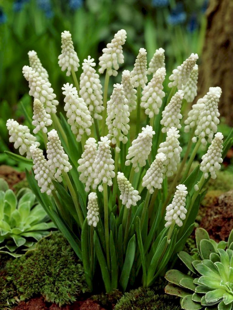 Мускари Алба (Muscari Alba) - описание сорта, фото, саженцы, посадка,  особенности ухода. Дачная энциклопедия.