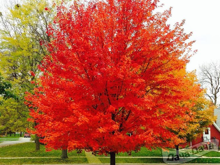 Клен красный "Ред Сансет"