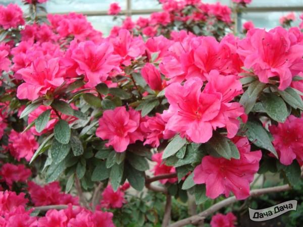 Рододендрон:пышное цветение 