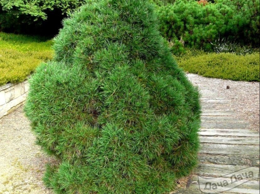 Сосна обыкновенная Глобоза Виридис