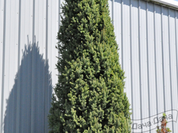 Ель обыкновенная Фастигиата