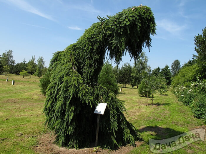 Ель Сербская Пендула Брунс (Пендула Бранс)