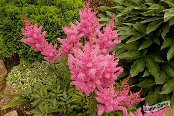 Астильба голая