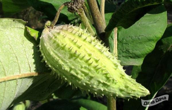 Ваточник сирийский