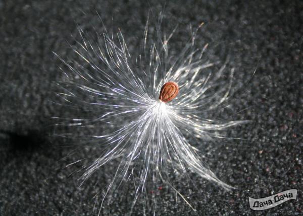 Ваточник сирийский