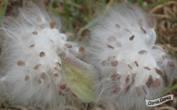 Ваточник сирийский