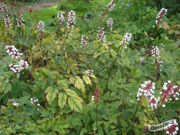 Воронец белый