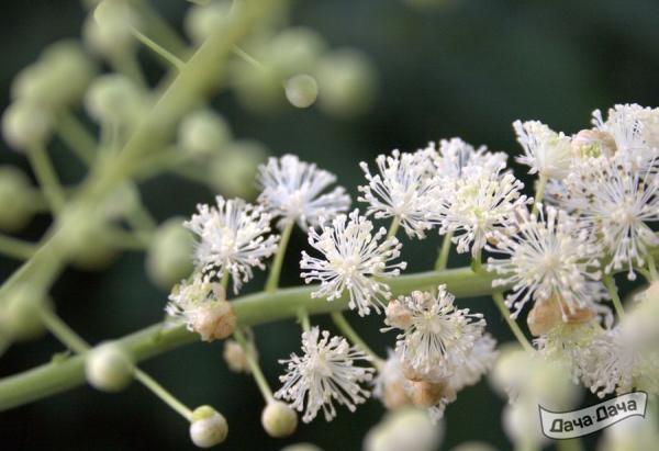 Воронец белый