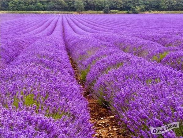 Лаванда