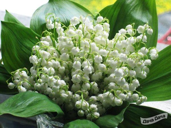 Ландыш майский