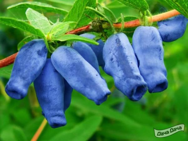 В июне поспевает жимолость