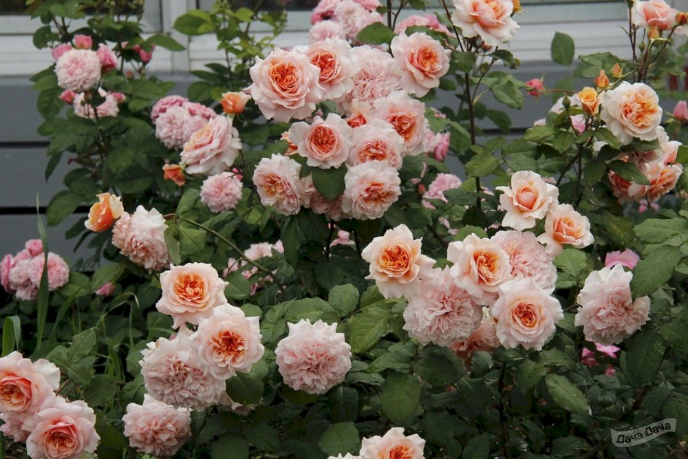 Роза парковая розовая фото и описание