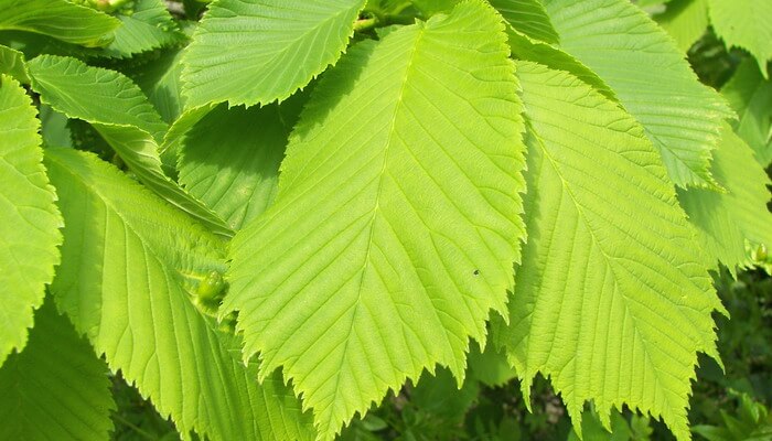 Ulmus laevis - Image of an specimen - Plantarium