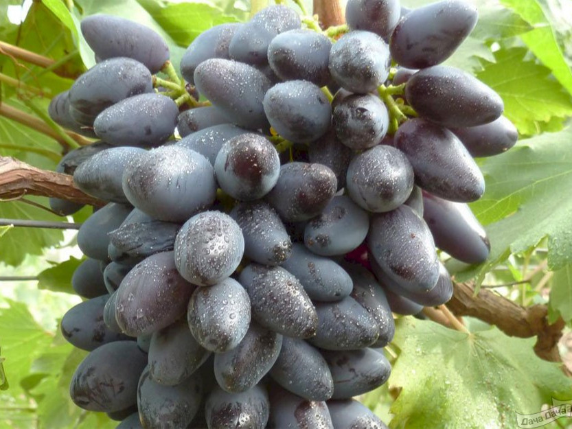 Виноград кармен