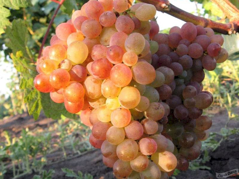 Виноград Лотос: описание и характеристики сорта, особенности ухода и выращивания, фото, отзывы