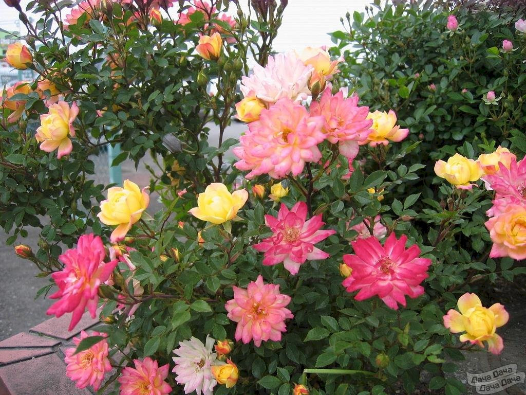 Уникальные особенности карликовой розы Бэби Маскарад
