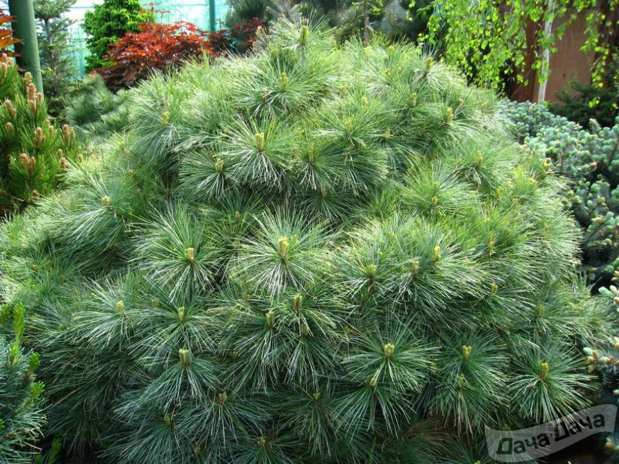 Сосна веймутова Блю Шег (Pinus strobus Blue Shag): фото и описание, зона зимостойкости
