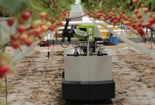 v germanii predstavili pervogo v mire robota dlya sbora klubniki