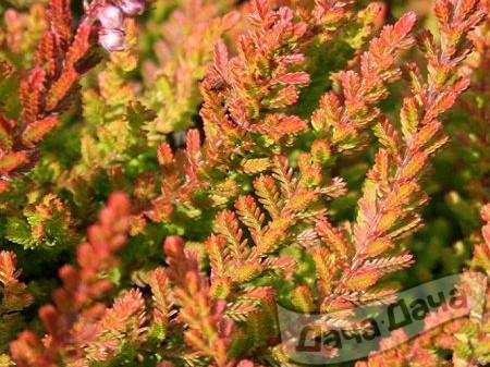 Вереск обыкновеный "Голден Карпет"