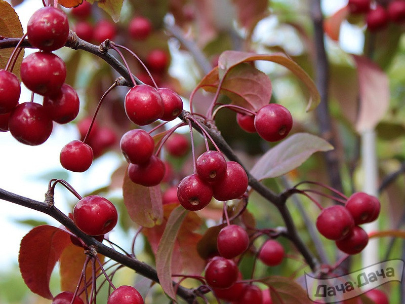 Яблоня "Мокум"