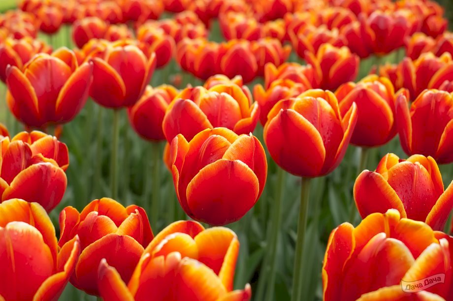 Тюльпаны Веранди: особенности и характеристики сорта, выращивание и отзывы