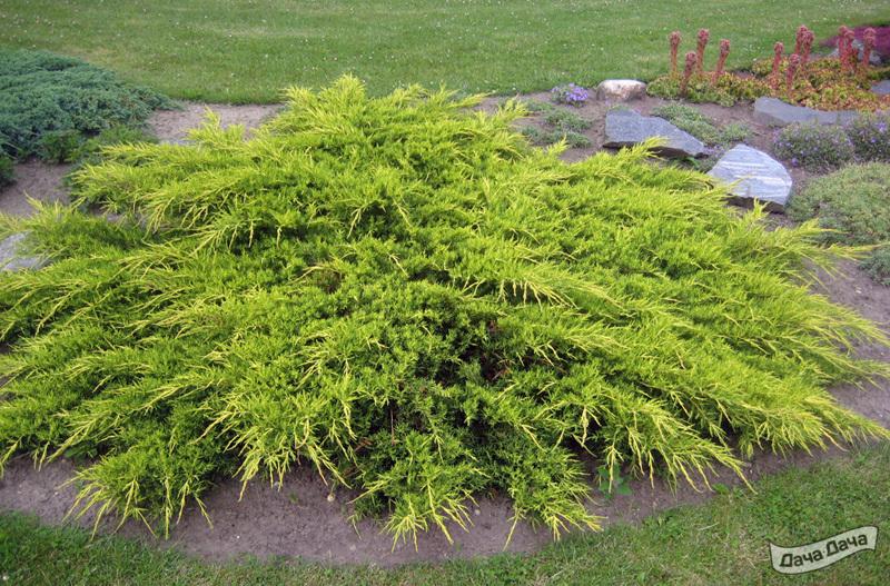 Можжевельник пфицериана Ауреа