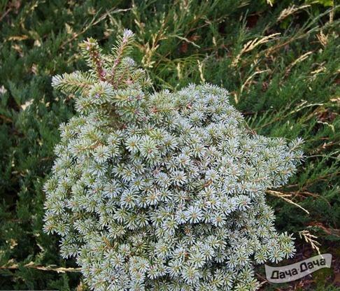 Пихта корейская Блауер Эскимо (Блоер Эскимо)