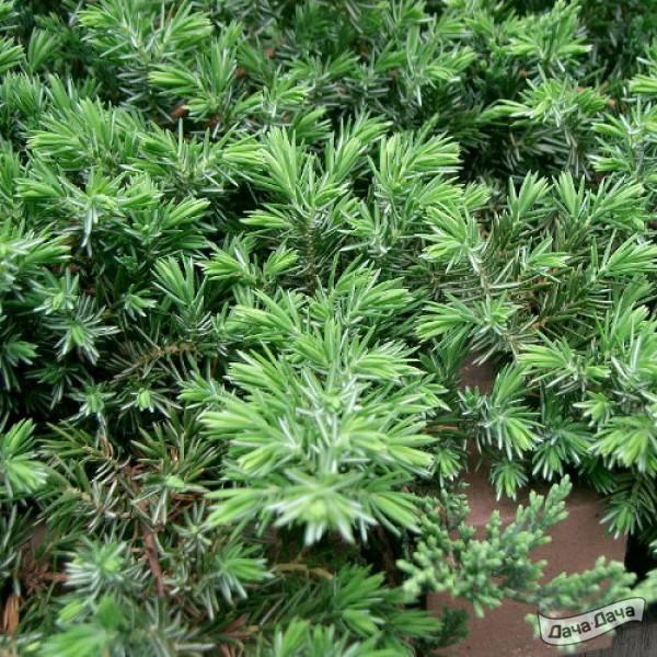 Можжевельник прибрежный Блю Пацифик