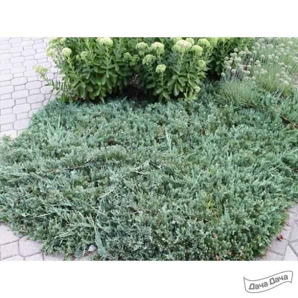 Можжевельник горизонтальный Вилтони