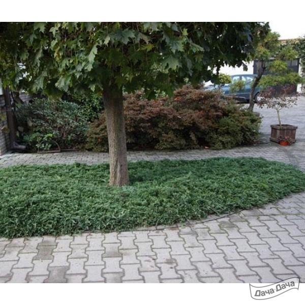 Можжевельник горизонтальный Вилтони