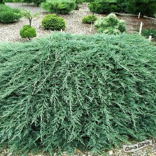 Можжевельник горизонтальный Глациер (Глейсер)