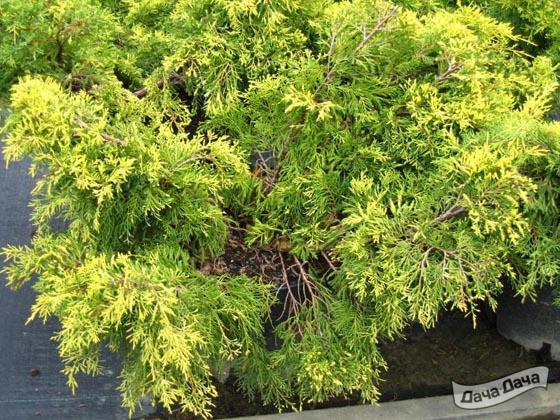 Можжевельник пфитцериана Голд Стар