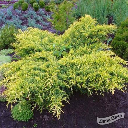 Можжевельник пфитцериана Голд Стар