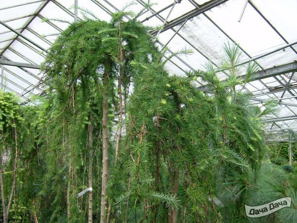 Лиственница тонкочешуйчатая Стифф Випер