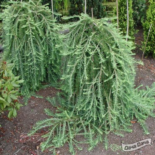 Лиственница тонкочешуйчатая Стифф Випер