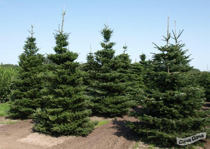 Пихта корейская