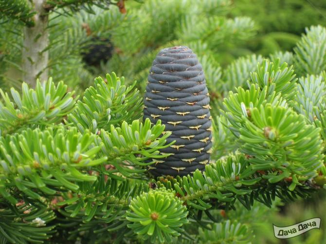 Пихта корейская