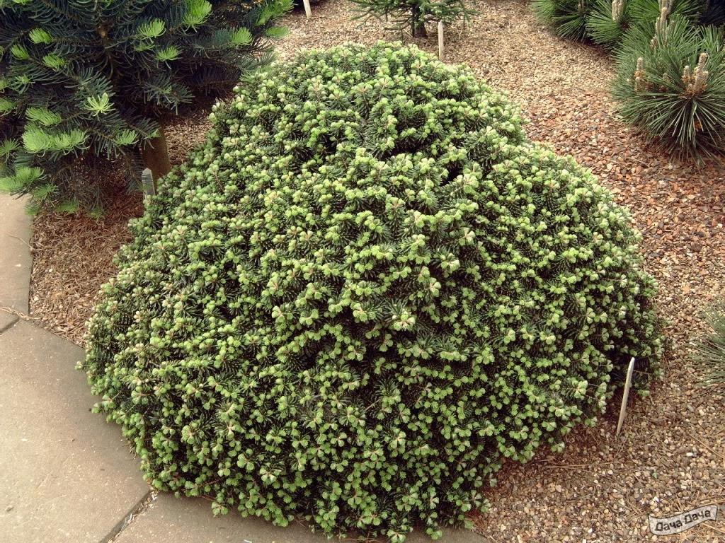 Пихта корейская Цис