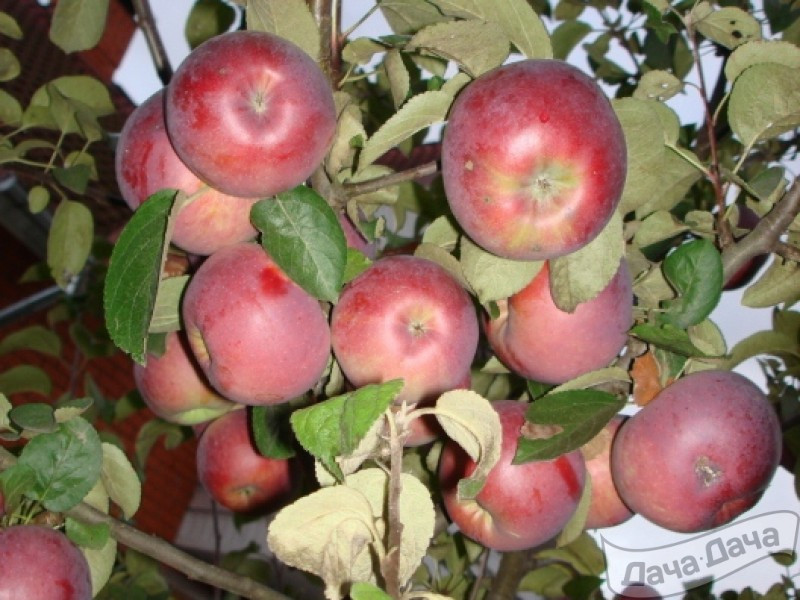 Сорт яблони брусничное фото и описание
