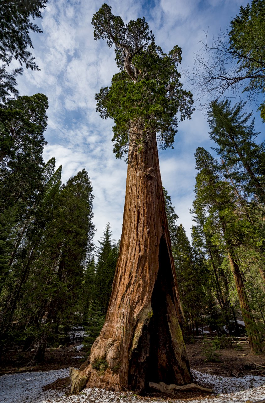 Секвойя вечнозеленая (Sequoia sempervirens) - описание сорта, фото,  саженцы, посадка, особенности ухода. Дачная энциклопедия.