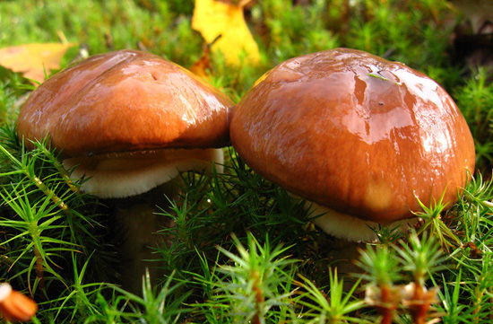 1446960993 grinkolor