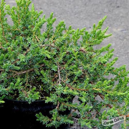 Можжевельник обыкновенный Зил Нью