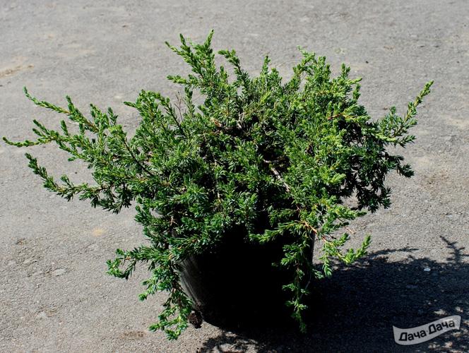 Можжевельник обыкновенный Зил Нью