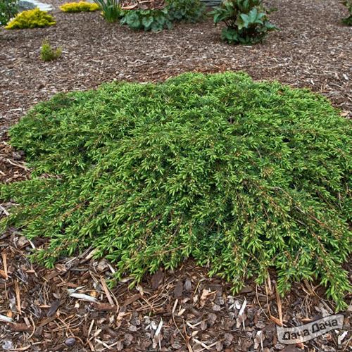 Можжевельник обыкновенный  Кориелаган (Корилеган)